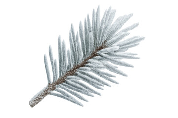 Fir tree branch covered in heavy white frost and snow, creating a winter holiday season evergreen aesthetic with transparent background