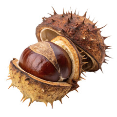 A whole chestnut fruit isolated on a transparent background