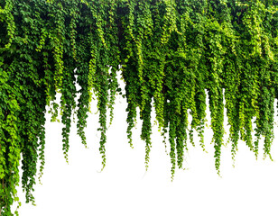 Lush green vines cascade down, creating a natural curtain