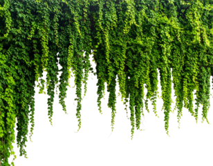 Lush green vines cascade down, creating a natural curtain