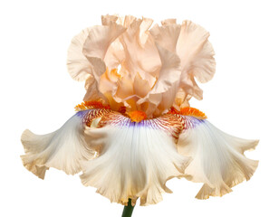 A ruffled, peachy iris with cream falls and fiery details