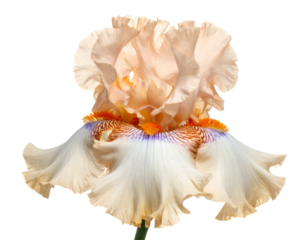 A ruffled, peachy iris with cream falls and fiery details
