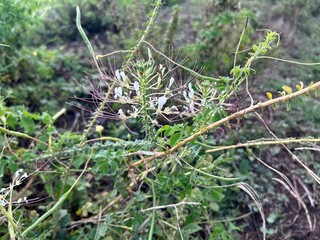Cleome gynandra (also known as Wild spider flower)