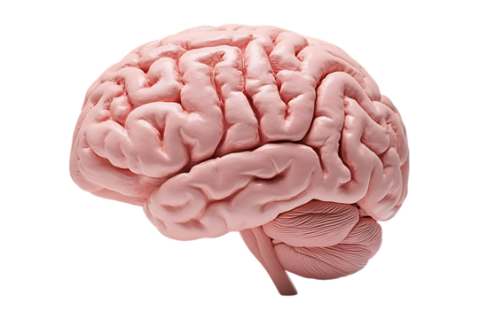 Human brain Anatomical Model side view on transparent background
