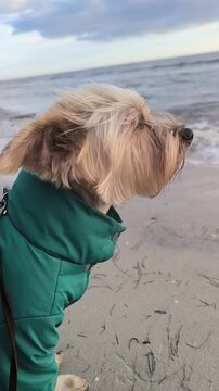A small, light brown Yorkshire Terrier wearing a teal jacket stands on a sandy beach, gazing at the ocean waves under a cloudy sky.
