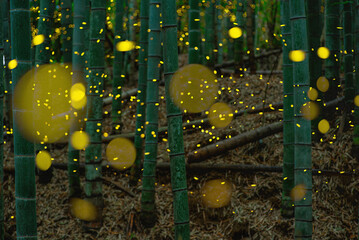 竹林を飛び交うヒメボタル