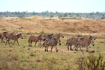 Zebras walking together in herd