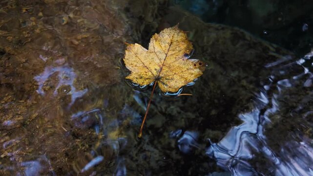 Single yellow leaf gently drifting on surface of clear stream, captured in slow motion with soft light and reflections