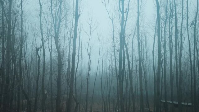 4K shot of dry trees covered with fog as seen from moving car at Kashmir, India. Winter morning views with foggy weather. Bare branches trees in winter. Branch pattern texture. Nature background.