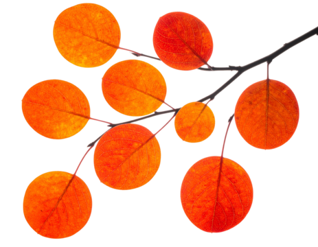 A branch with vibrant orange and red leaves on black