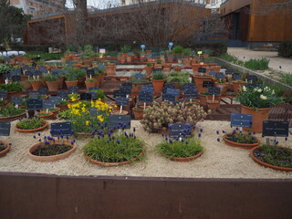 Real Jard&iacute;n Bot&aacute;nico, Madrid