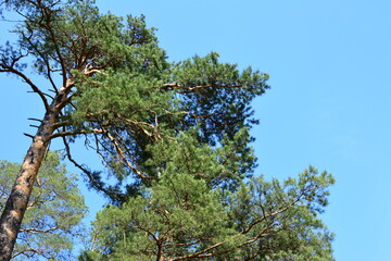 Tall Pine Trees Against a Clear Blue Sky close up