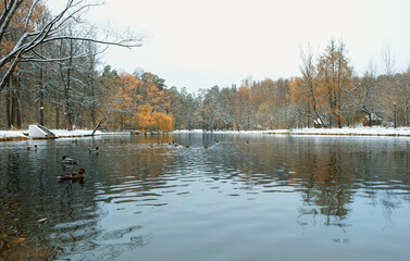 Beautiful autumnal landscape. Lake with ducks, fallen leaves and trees covered first snow in park. Fall nature image. cold weather. late fall or early winter season. melancholy atmosphere