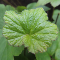 日本で秋にシュウメイギクがピンク色の花を咲かせています