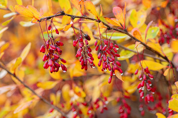 barberry autumn berry red leaf branch shrub fall bush season color