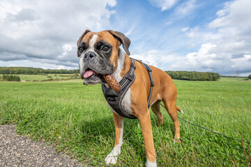 Playful young purebred golden german boxer dog puppy playing outdoor on a sunny day