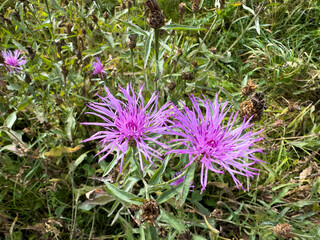 Centaurea jacea flower in the autumn