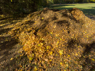 Pile of old leaves for recycling