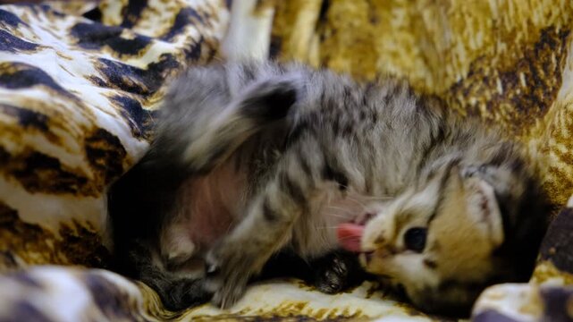 Satisfied happy little kitten lounging. Cute two-weeks kitten. Relaxing on the bed, playing and nap soon. Calmness, tranquil ambiance