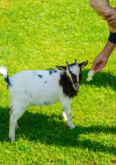 A child feeds a goat on a farm. Selective focus.