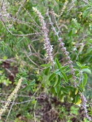 Pogostemon heyneanus (commonly known as Indian Patchouli or Java Patchouli)