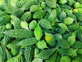 heap of fresh bitter melon, bitter gound harvest