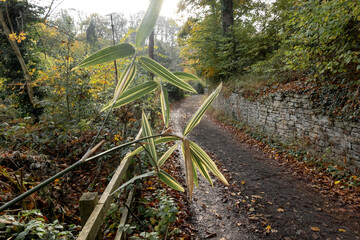 Woodland trail with no people - serene outdoor landscape