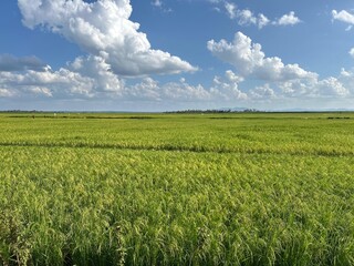 Rice paddy fields