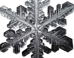 Intricate six-branched crystalline ice formation on black