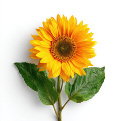 Obraz premium Vibrant yellow sunflower with green leaves on white background