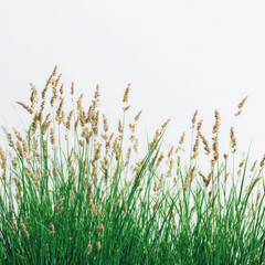 Fototapeta premium Tall green grass with seed heads against bright white background