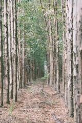 Fototapeta premium path in the forest between trees