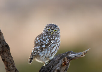 MOCHUELO EUROPEO