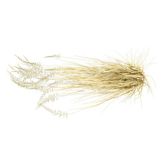 Obraz premium 3d illustration of American beachgrass isolated on transparent background from top view