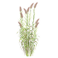 3d illustration of False oat-grass isolated on transparent background