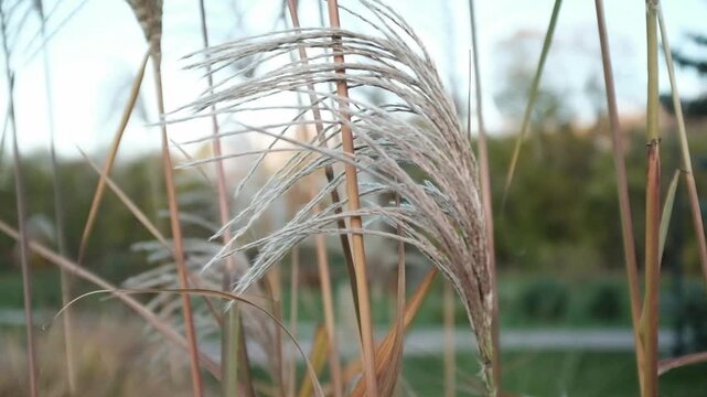 Closeup slow motion video of tall ornamental grasses or reeds swaying on wind in day light. Miscanthus or Morrisons Maiden grass. Plants swaying gently in the wind.