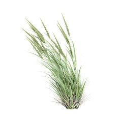 Fototapeta premium 3d Rendering Of American beachgrass on Transparent Canvas