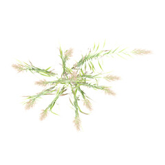 3d Rendering Of False oat-grass on Transparent Canvas from the top view