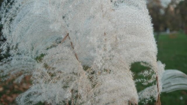 Closeup slow motion video of tall ornamental grasses or reeds swaying on wind in day light. Miscanthus or Morrisons Maiden grass. Plants swaying gently in the wind.