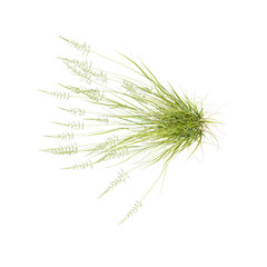 collection of beachgrass on transparent canvas from the top view