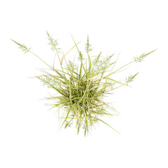 collection of beachgrass with realistic style from top view