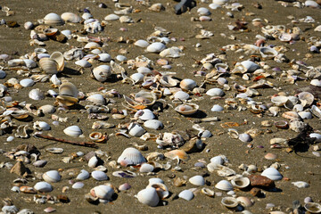 Myriad shells at low tide when the sea water had escaped