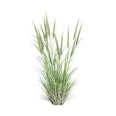 Fototapeta premium Green beachgrass isolated on Canvas