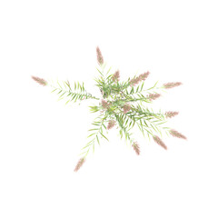 Green False oat-grass isolated on Canvas from top view