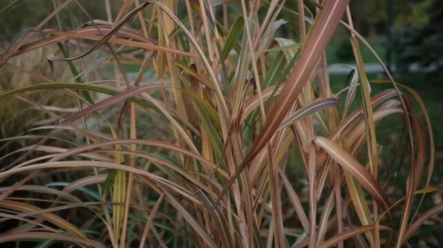 Closeup slow motion video of tall ornamental grasses or reeds swaying on wind in day light. Miscanthus or Morrisons Maiden grass. Plants swaying gently in the wind.
