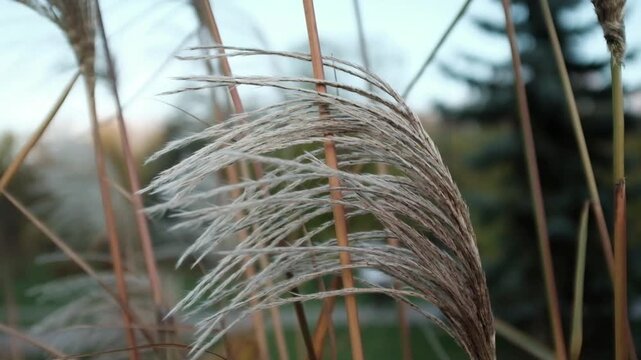 Closeup slow motion video of tall ornamental grasses or reeds swaying on wind in day light. Miscanthus or Morrisons Maiden grass. Plants swaying gently in the wind.