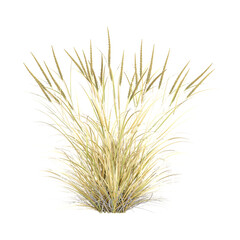 Fototapeta premium Isolated beachgrass on transparent canvas