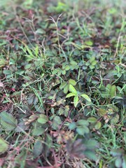 Mimosa pudica (also know as the sensitive plant)