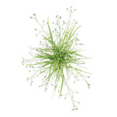 Top view of Fresh green spring grass on transparent canvas