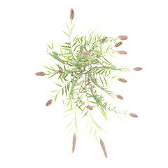 Top view of False oat-grass on transparent canvas